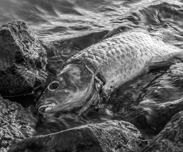 Les poissons en cage meurent-ils à cause de la suralimentation ?