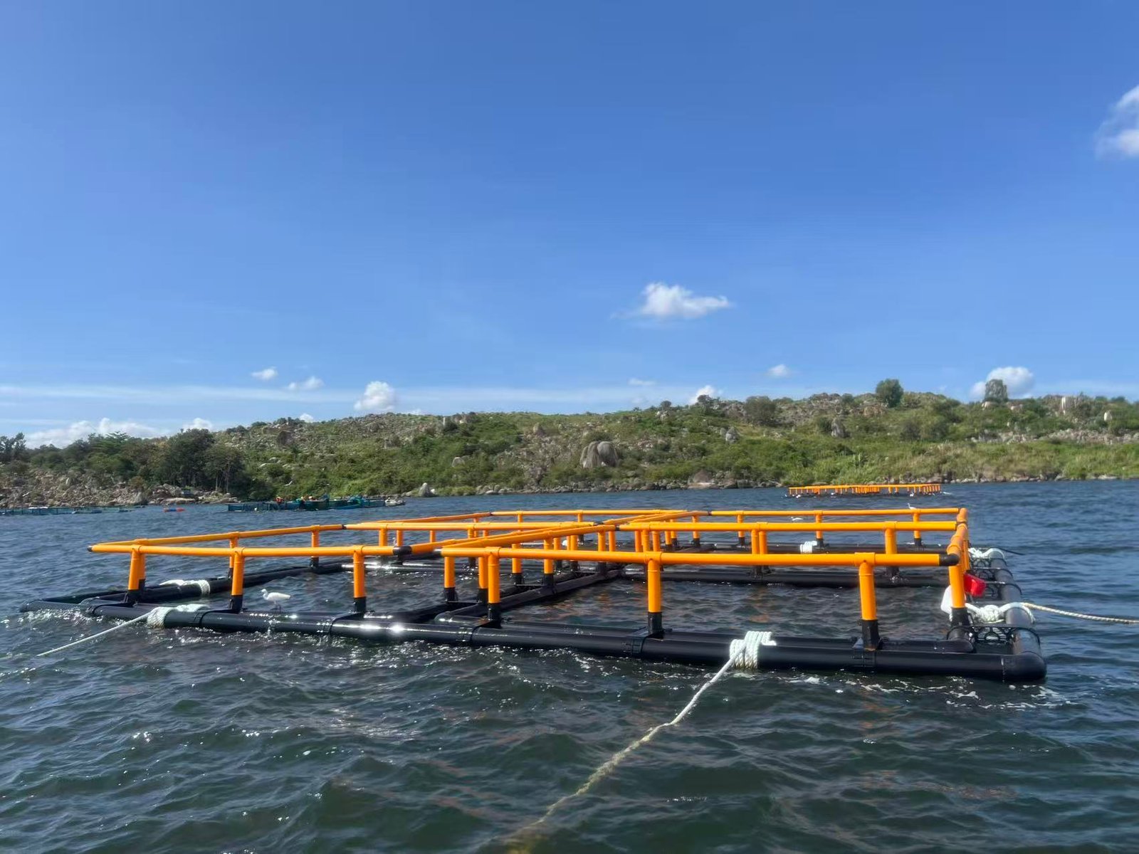 FAO’s “Blue Transformation” in Action: How Do Offshore Aquaculture ...